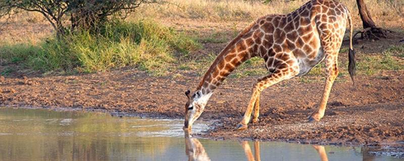 长颈鹿怎么喝水 长颈鹿喝水什么姿势