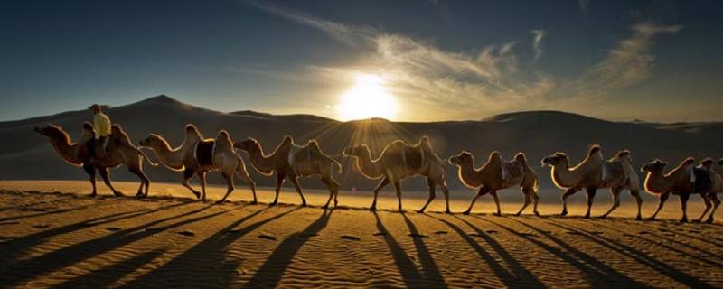 骆驼群体在中国哪里（当今的骆驼群在中国哪里）