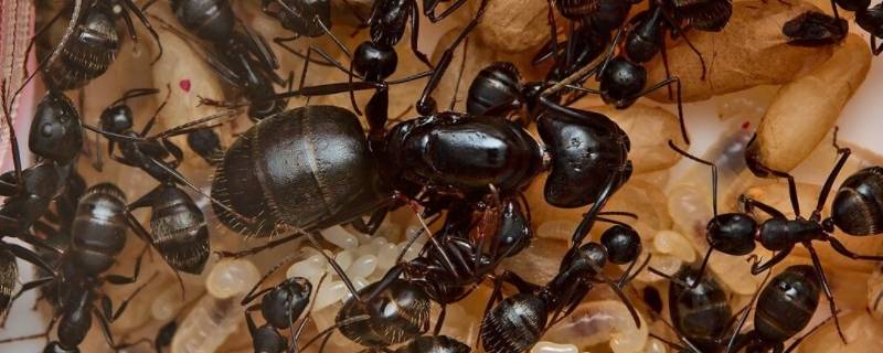 蚁后为什么那么大 蚁后为什么比别的蚂蚁大
