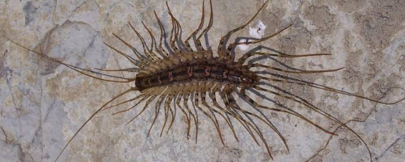 有很多脚像蜈蚣的那个虫是什么虫 有很多脚像蜈蚣的那个虫是什么虫很臭的虫