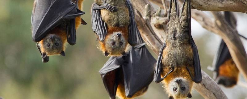 蝙蝠怕什么气味和东西（蝙蝠讨厌什么气味和东西）
