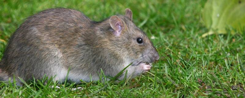 老鼠最怕什么气味驱赶 老鼠怕什么气味的东西?怎么用气味驱赶家里的老鼠