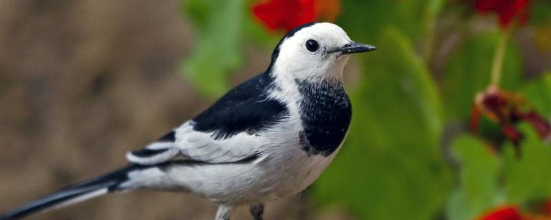 鸟的种类和特点是什么 鸟类的特点有什么