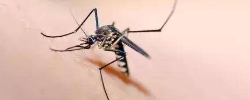 什么吸引蚊子 蓝光为什么吸引蚊子