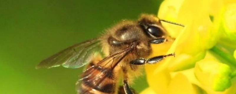 什么是大蜂螨 蜜蜂大蜂螨