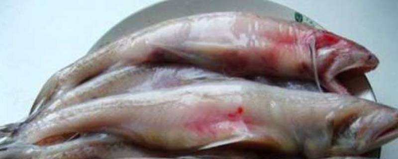 龙头鱼为什么有甲醛 龙头鱼怎么分辨有没有甲醛