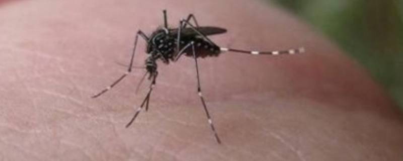 蚊子消失了对生物链有什么影响 蚊子全部死光对生物链有影响吗