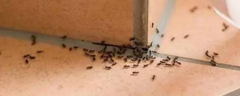 家里有微型小黄蚂蚁的原因 家里有小黄蚂蚁是怎么引起的