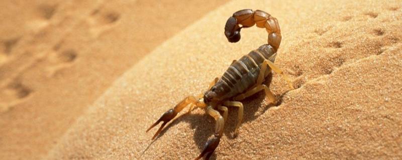 小蝎子吃什么 小蝎子吃什么东西才可以成活