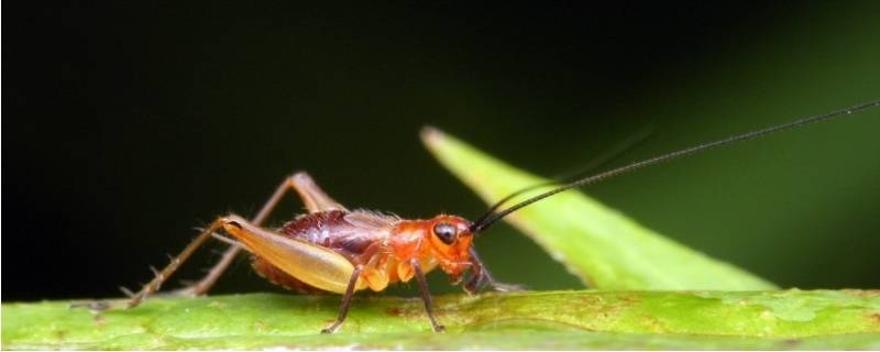 与蟋蟀发声原理相同的动物 和蟋蟀发声一样得昆虫