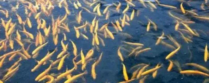赛里木湖有鱼吗 新疆赛里木湖有鱼吗