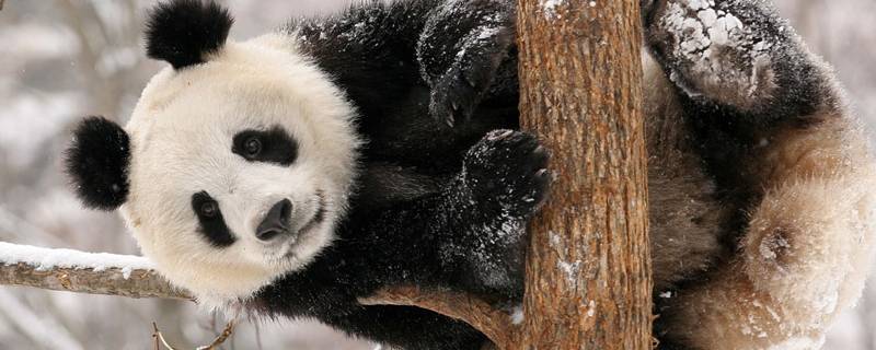 国宝大熊猫的介绍 国宝大熊猫的介绍和特点作文三年级