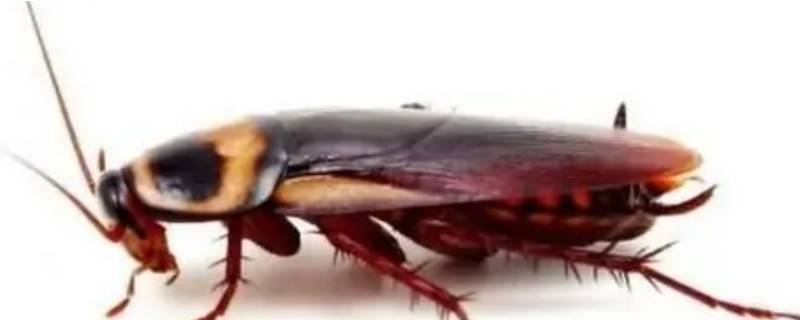 怎么治蟑螂 怎么消灭蟑螂简单有效的方法