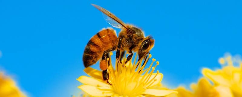 中国常见的蜜蜂有几种（中国有哪几种蜜蜂）