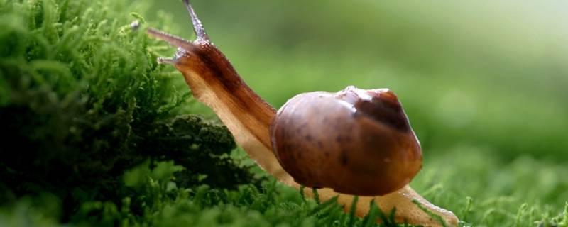 蜗牛喜欢吃什么东西 蜗牛喜欢吃什么东西?有什么依据?