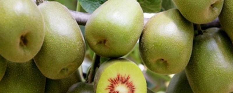 江山猕猴桃几月份成熟 江山猕猴桃成熟季节是几月份