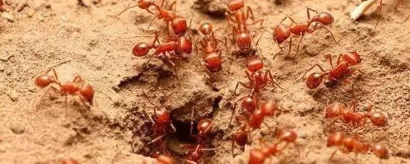 蚂蚁卵多久孵化（蚂蚁孵卵要几天）