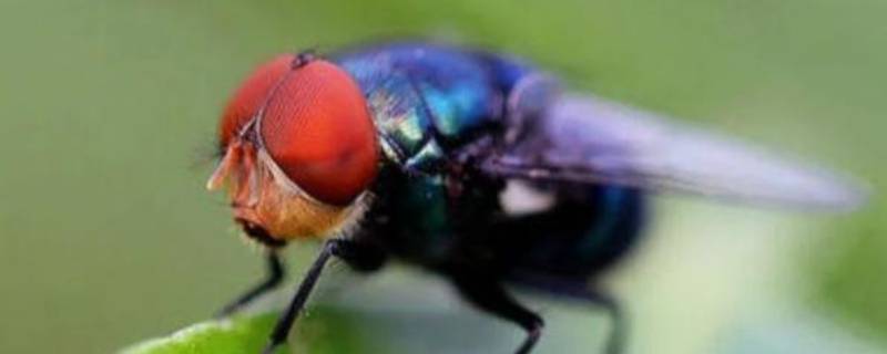 苍蝇如果灭绝会造成什么后果 苍蝇会不会灭绝