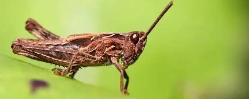 昆虫记蝗虫的特点和生活特征 昆虫记的蝗虫的特点
