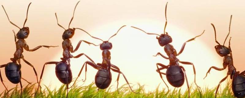 为什么会有蚂蚁（为什么会有蚂蚁爬到桌上）