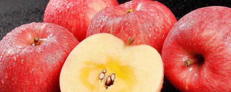 红富士苹果几月份成熟 山东烟台红富士苹果几月份成熟
