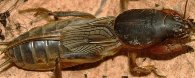 像蟑螂一样的小黑虫是什么虫 像蟑螂一样的小黑虫是什么虫有白条纹
