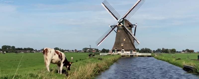 荷兰牧场的特点是什么（荷兰有代表性的牧场）