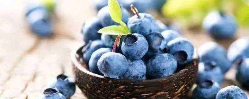 蓝莓坏了是什么样的 蓝莓怎样是坏的