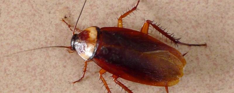 蟑螂有什么危害性 蟑螂的危害到底有多大