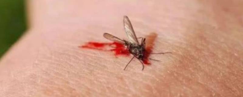 蚊子几天不吸血会死 蚊子一晚上不吸血会死吗