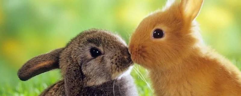 兔子是啮齿类动物吗（家兔是啮齿动物吗）