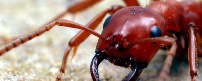 红蚂蚁的危害有多大（红蚂蚁都有毒吗）