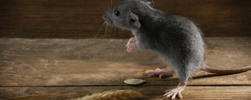 老鼠不吃东西能活多久 老鼠在不吃东西的情况下能存活几天