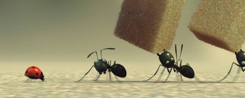 楼上有蚂蚁是什么原因 家里楼上有蚂蚁的原因是什么