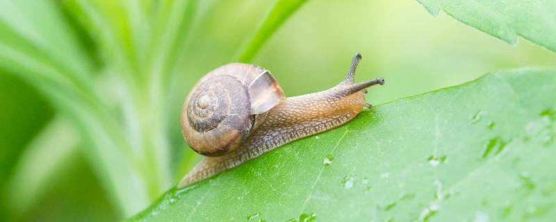 蜗牛寿命（蜗牛寿命多长?）