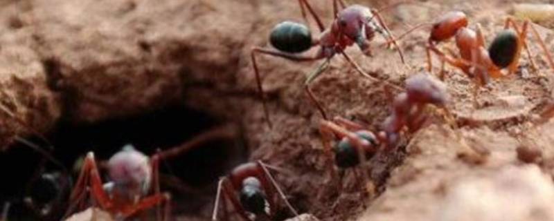 树根有蚂蚁窝怎么处理 树根里有蚂蚁窝怎么处理