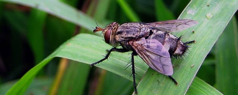 绿色苍蝇和黑色苍蝇有什么区别 绿苍蝇和苍蝇的区别
