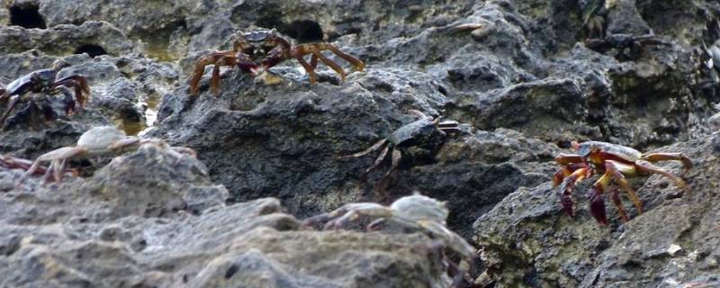 海边岩石缝里的螃蟹叫什么 在海边石头底下的螃蟹