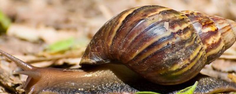 非洲大蜗牛和白玉蜗牛有什么区别 白玉蜗牛与非洲大蜗牛