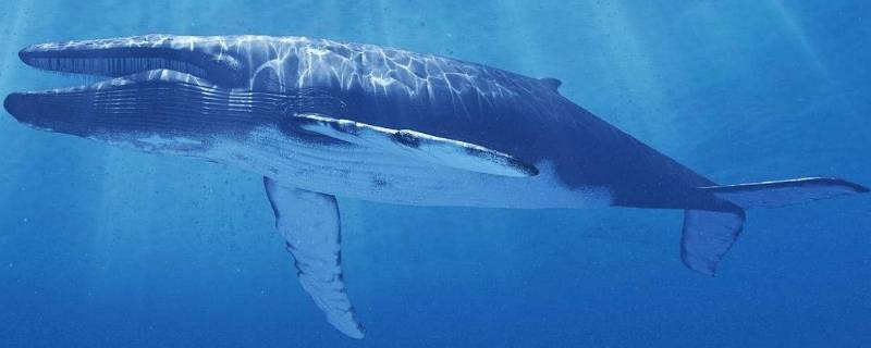 比蓝鲸还大的生物 比蓝鲸还大的生物(图片