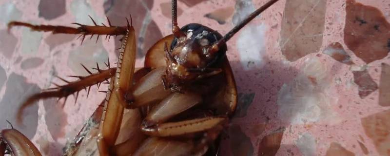 蟑螂的繁殖方式（蟑螂的繁殖方法）