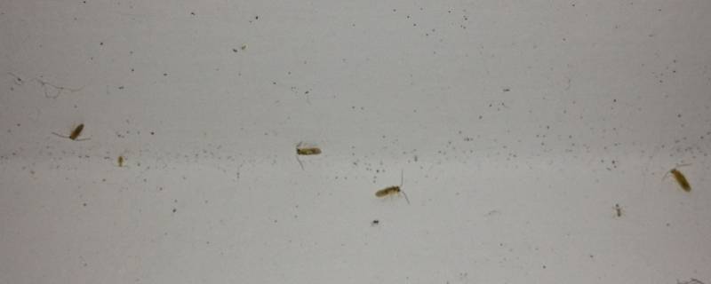 墙上长虫子怎么回事是什么虫子 墙上长的虫子是什么