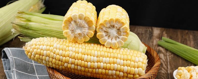 玉米歪头是什么原因 玉米歪着头