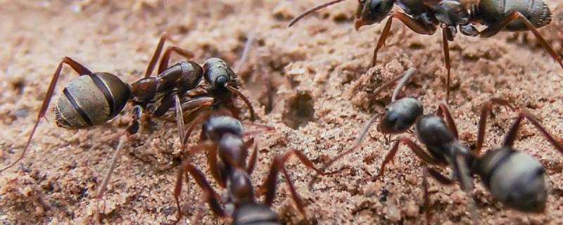 蚂蚁怎么处理死去的同伴（蚂蚁的同伴死后会放在哪里）