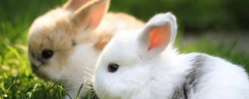 小兔子怎么叫 小兔子怎么叫的视频?