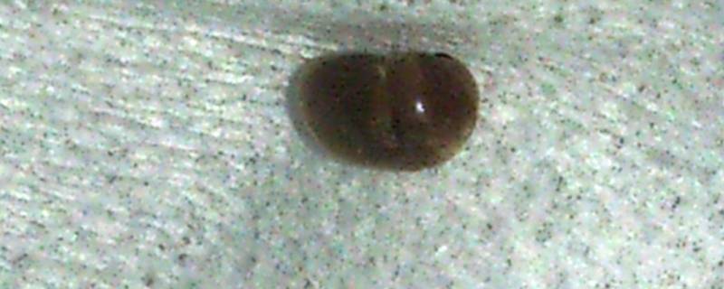 家里有带壳褐色的虫子怎么办 家里有带壳褐色的虫子怎么办指甲盖大小