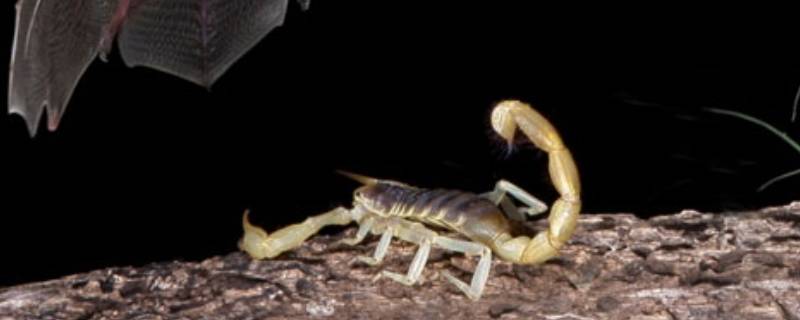 野生蝎子吃什么 野生蝎子吃什么东西