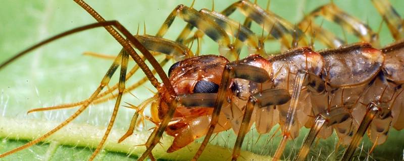 像蜈蚣的多足虫子叫什么 有很多足像蜈蚣一样的虫子