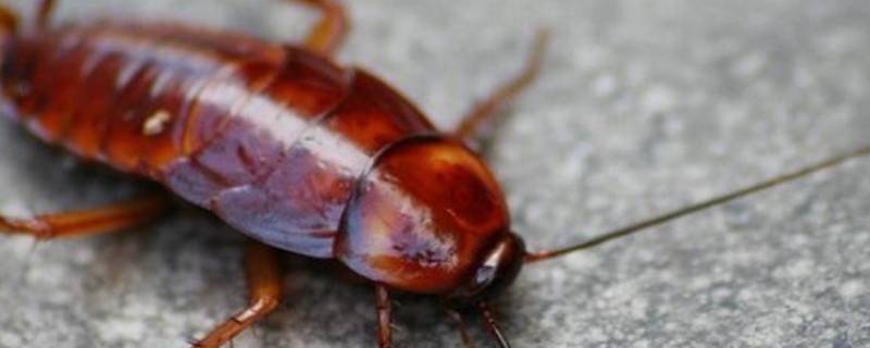 蟑螂是什么颜色的 蟑螂是什么颜色的血