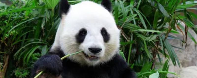 大熊猫吃的竹子叫什么（大熊猫吃的竹子叫什么树）